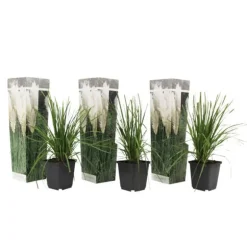 Pampasgræs - Sæt med 3 - Cortaderia selloana - Højde 25-40cm - ⌀9cm