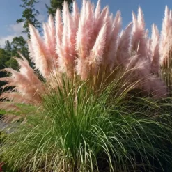 Pampasgræs - Sæt med 6 - Cortaderia selloana - Højde 25-40cm - ⌀9cm