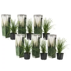 Pampasgræs - Sæt med 6 - Cortaderia selloana - Højde 25-40cm - ⌀9cm
