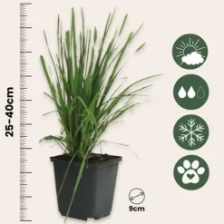 Pampasgræs - Sæt med 6 - Cortaderia selloana - Højde 25-40cm - ⌀9cm