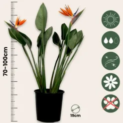 Paradisfugl - Strelitzia reginae - med blomster - Højde 70-100cm - Ø19cm