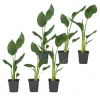 Paradisfugleblomst - Sæt med 6 - Strelitzia reginea - Højde 25-40cm - ⌀9cm