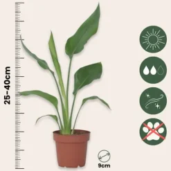 Paradisfugleblomst - Sæt med 6 - Strelitzia reginea - Højde 25-40cm - ⌀9cm