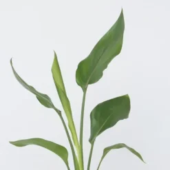 Paradisfugleblomst - Strelitzia reginea - Højde 25-40cm - ⌀9cm