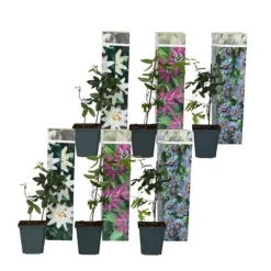 Passionsblomst - Sæt med 6 - Passiflora hybridum - Højde 25-40cm - ⌀9cm