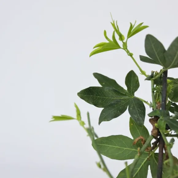 Passionsblomst - Sæt med 6 - Passiflora hybridum - Højde 25-40cm - ⌀9cm