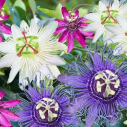 Passionsblomst - Sæt med 6 - Passiflora hybridum - Højde 25-40cm - ⌀9cm