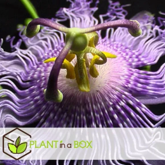 Passionsblomst - Sæt med 6 - Passiflora hybridum - Højde 25-40cm - ⌀9cm