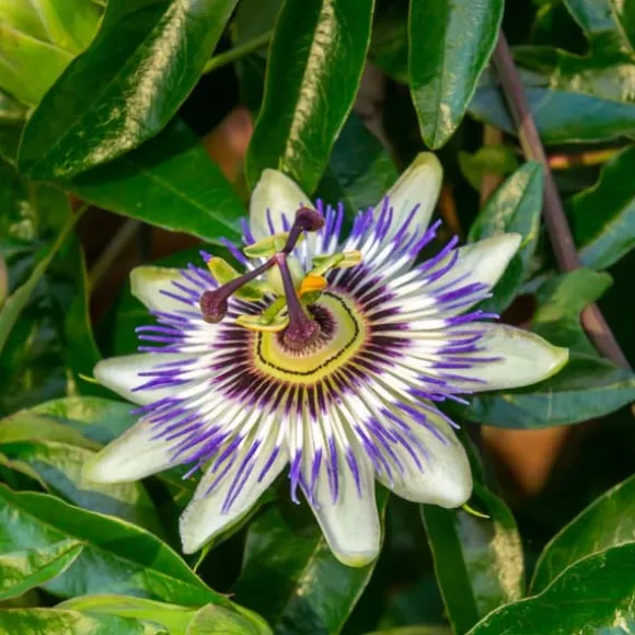 Passionsblomst - Sæt med 6 - Passiflora hybridum - Højde 25-40cm - ⌀9cm