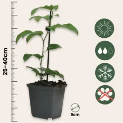 Passionsblomst - Sæt med 3 - Passiflora hybridum - Højde 25-40cm - ⌀9cm