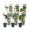 Passionsfrugt - Sæt med 6 - Passiflora edulis 'Frederick' - Højde 25-40cm - ⌀9cm