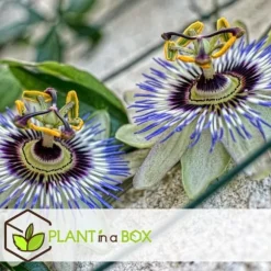 Passionsfrugt - Sæt med 6 - Passiflora edulis 'Frederick' - Højde 25-40cm - ⌀9cm