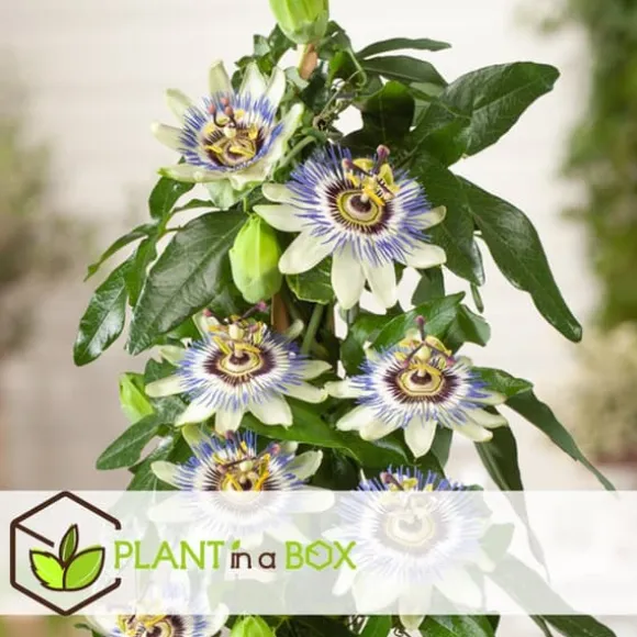 Passionsfrugt - Sæt med 6 - Passiflora edulis 'Frederick' - Højde 25-40cm - ⌀9cm