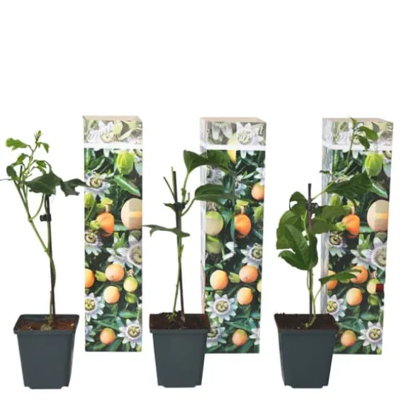 Passionsfrugt - Sæt med 3 - Passiflora edulis 'Frederick' - Højde 25-40cm - ⌀9cm