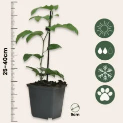 Passionsfrugt - Sæt med 3 - Passiflora edulis 'Frederick' - Højde 25-40cm - ⌀9cm