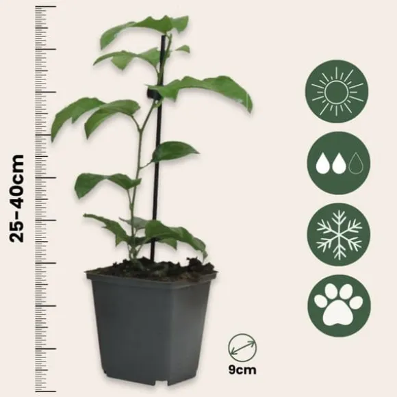 Passionsfrugt - Sæt med 3 - Passiflora edulis 'Frederick' - Højde 25-40cm - ⌀9cm