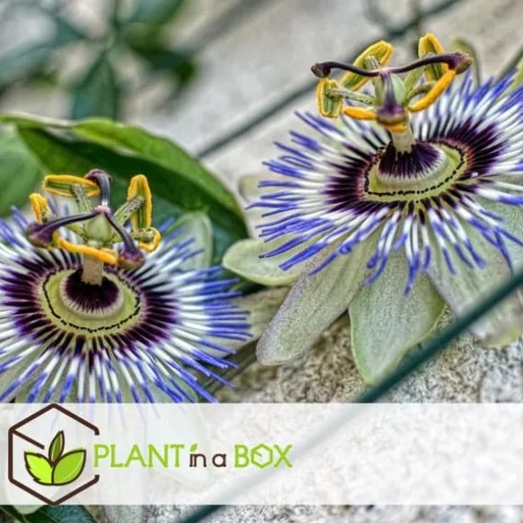 Passionsfrugt - Sæt med 3 - Passiflora edulis 'Frederick' - Højde 25-40cm - ⌀9cm