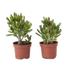 Pengetræ - 2 stk. - Crassula ovata 'Gollum' - Højde 15-25 cm - Potte 12 cm