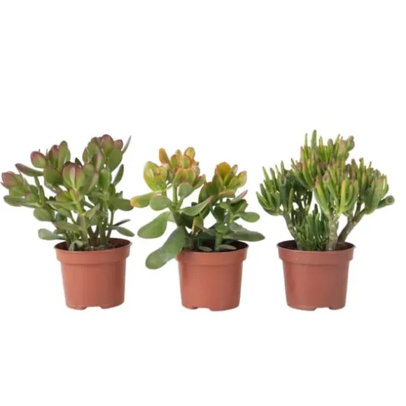 Pengetræ - Mix af 3 - Crassula Minor, Hobbit, Sunset - Højde 10-25 cm - ø12 cm
