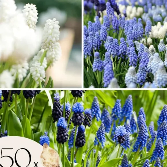 Perlehyacinth løg - Sæt med 50 - Muscari 'Magic Mix' - Blomsterløg - Flerfarvet