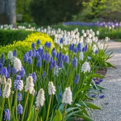 Perlehyacinth løg - Sæt med 50 - Muscari 'Magic Mix' - Blomsterløg - Flerfarvet