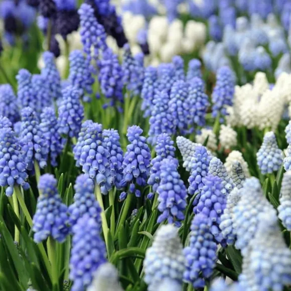 Perlehyacinth løg - Sæt med 50 - Muscari 'Magic Mix' - Blomsterløg - Flerfarvet