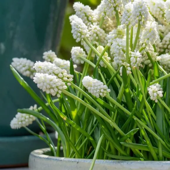 Perlehyacinth løg - Sæt med 50 - Muscari 'White Magic' - Blomsterløg - Hvid