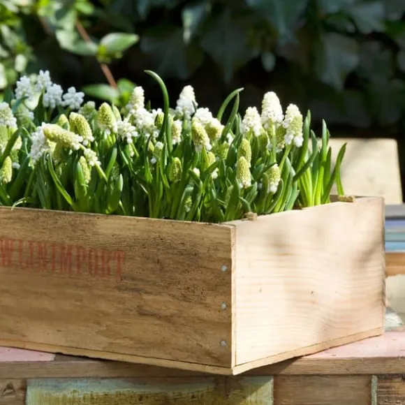 Perlehyacinth løg - Sæt med 50 - Muscari 'White Magic' - Blomsterløg - Hvid