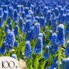 Perlehyacinth løg - Sæt med 100 - Muscari armeniacum - Blomsterløg - Blå
