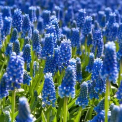 Perlehyacinth løg - Sæt med 100 - Muscari armeniacum - Blomsterløg - Blå
