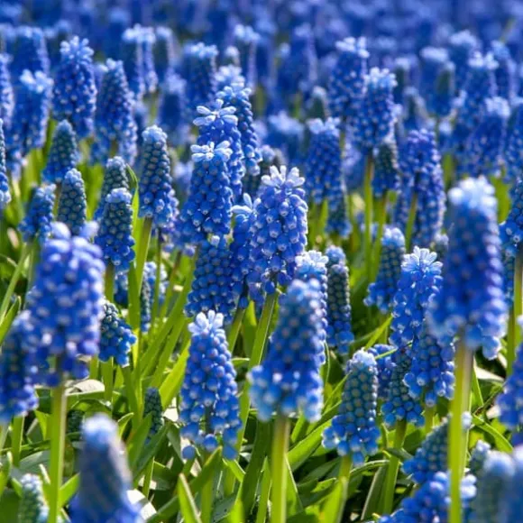 Perlehyacinth løg - Sæt med 200 - Muscari armeniacum - Blomsterløg - Blå