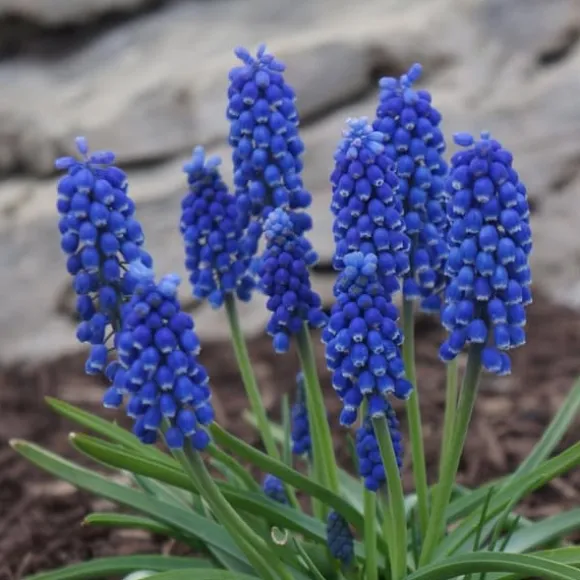 Perlehyacinth løg - Sæt med 200 - Muscari armeniacum - Blomsterløg - Blå