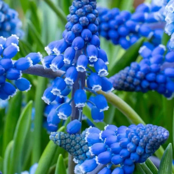 Perlehyacinth løg - Sæt med 200 - Muscari armeniacum - Blomsterløg - Blå