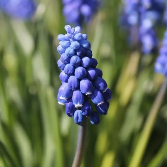 Perlehyacinth løg - Sæt med 200 - Muscari armeniacum - Blomsterløg - Blå