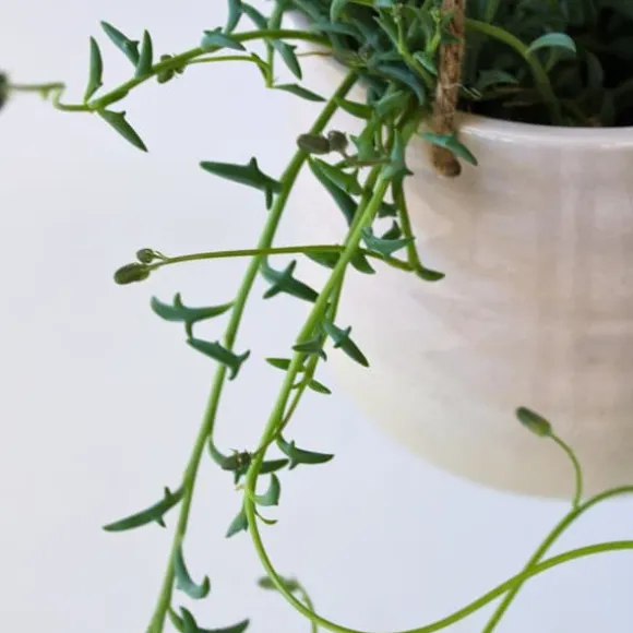 Perlekedde - Sæt af 3 - Senecio - ø 12cm