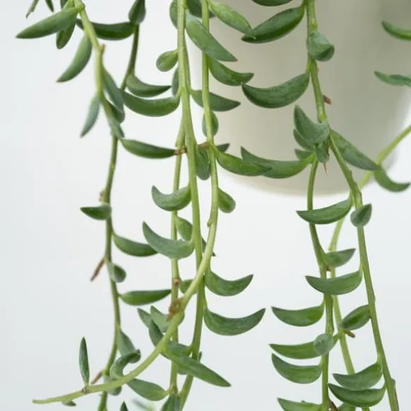 Perlekedde - Sæt af 3 - Senecio - ø 12cm