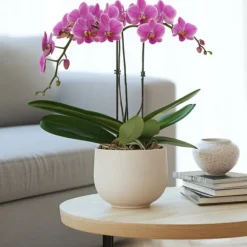Phalaenopsis-orkidé - Phalaenopsis Multiflora - Højde 35-45cm - ⌀12cm