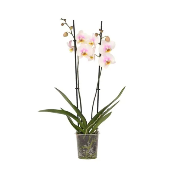 Phalaenopsis-orkidé - Phalaenopsis - Højde 50-60cm - ⌀12cm