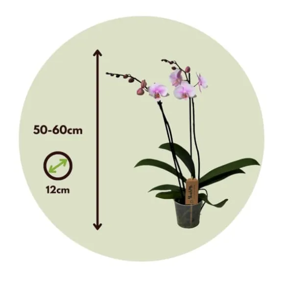Phalaenopsis-orkidé - Phalaenopsis - Højde 50-60cm - ⌀12cm