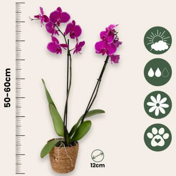 Phalaenopsis-orkidé - Phalaenopsis - Højde 50-60cm - ⌀12cm