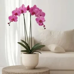 Phalaenopsis-orkidé - Phalaenopsis - Højde 50-60cm - ⌀12cm