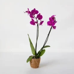 Phalaenopsis-orkidé - Phalaenopsis - Højde 50-60cm - ⌀12cm