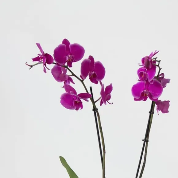 Phalaenopsis-orkidé - Phalaenopsis - Højde 50-60cm - ⌀12cm