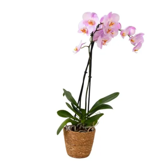 Phalaenopsis-orkidé - Phalaenopsis - Højde 50-60cm - ⌀12cm