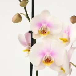 Phalaenopsis-orkidé - Phalaenopsis - Højde 50-60cm - ⌀12cm