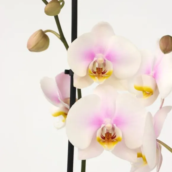 Phalaenopsis-orkidé - Phalaenopsis - Højde 50-60cm - ⌀12cm