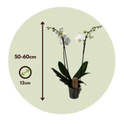 Phalaenopsis-orkidé - Phalaenopsis - Højde 50-60cm - ⌀12cm