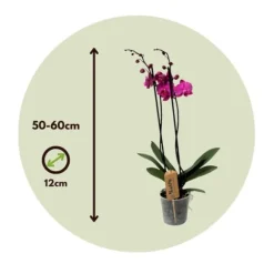 Phalaenopsis-orkidé - Phalaenopsis - Højde 50-60cm - ⌀12cm