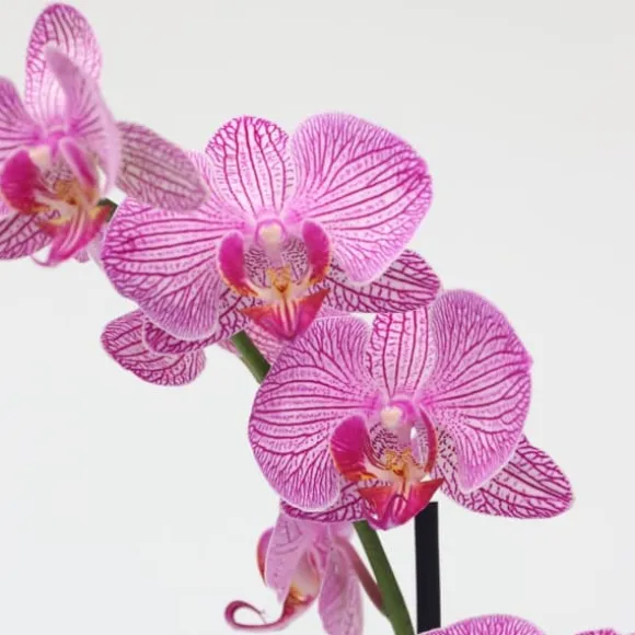 Phalaenopsis-orkidé - Phalaenopsis - Højde 50-60cm - ⌀12cm