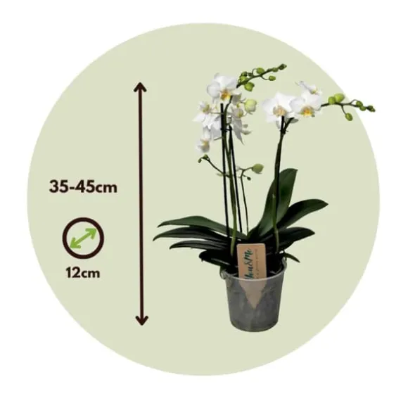 Phalaenopsis-orkidé - Phalaenopsis Multiflora - Højde 35-45cm - ⌀12cm